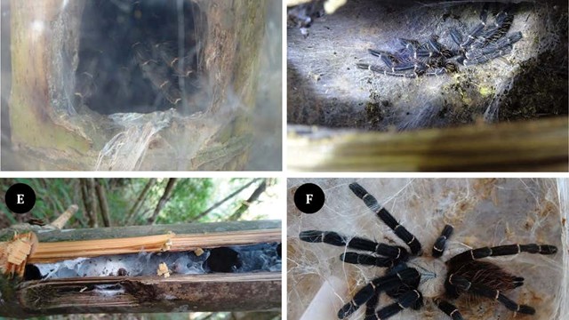 Loài nhện khổng lồ đặc biệt sống trong ống tre 