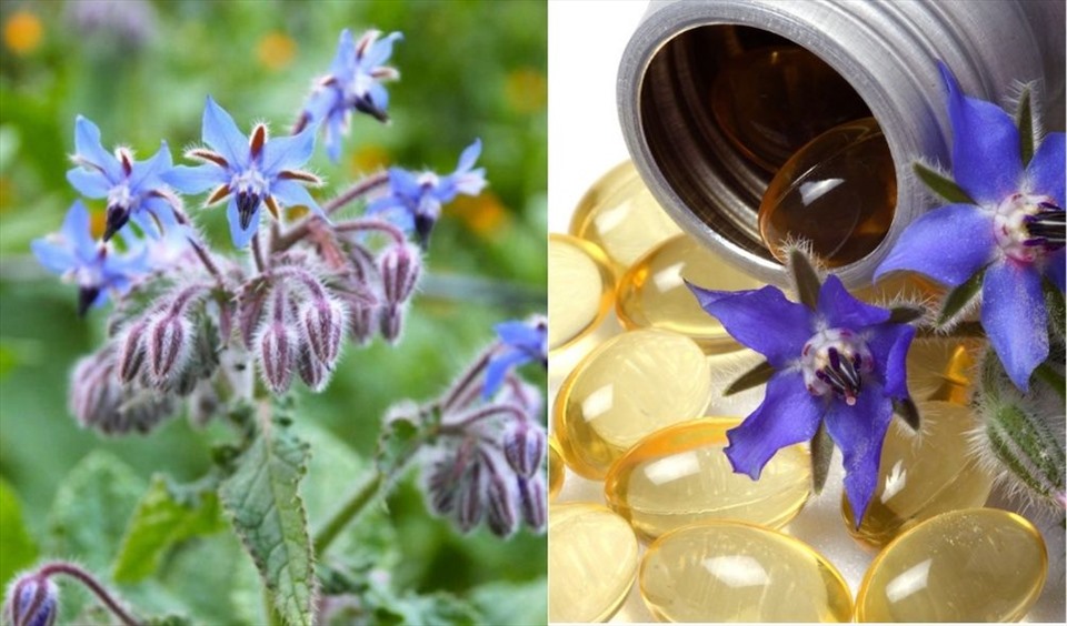 Lợi ích của tinh dầu lưu ly