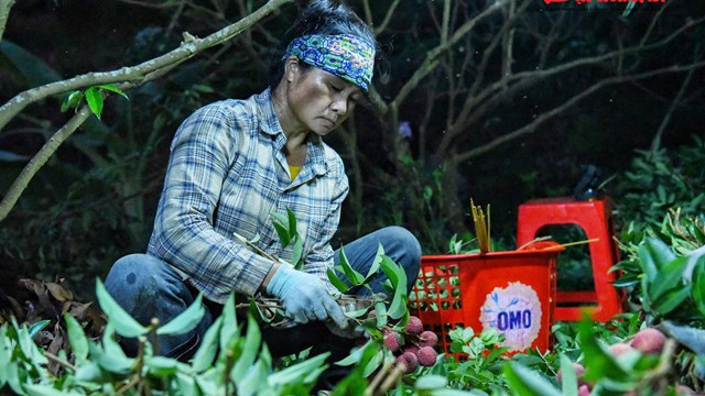 Lục Ngạn (Bắc Giang): Người dân soi đèn thu hoạch vải từ đêm đến sáng
