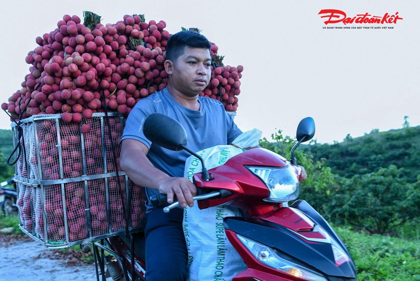 luc-ngan-bac-giang-nguoi-d226n-soi-d232n-thu-hoach-vai-tu-d234m-den-s225ng_10.jpg luc-ngan-bac-giang-nguoi-d226n-soi-d232n-thu-hoach-vai-tu-d234m-den-s225ng_10.jpg