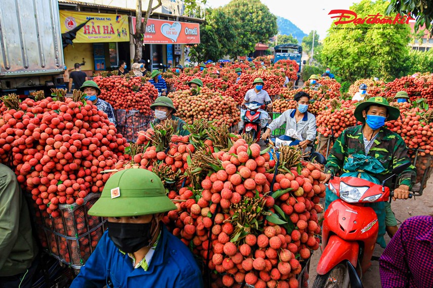 luc-ngan-bac-giang-nguoi-d226n-soi-d232n-thu-hoach-vai-tu-d234m-den-s225ng_11.jpg luc-ngan-bac-giang-nguoi-d226n-soi-d232n-thu-hoach-vai-tu-d234m-den-s225ng_11.jpg