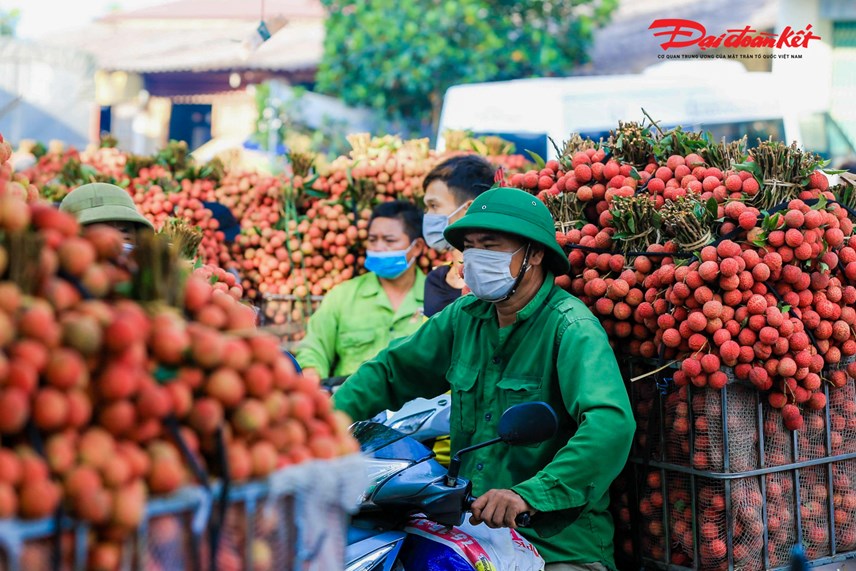luc-ngan-bac-giang-nguoi-d226n-soi-d232n-thu-hoach-vai-tu-d234m-den-s225ng_12.jpg luc-ngan-bac-giang-nguoi-d226n-soi-d232n-thu-hoach-vai-tu-d234m-den-s225ng_12.jpg