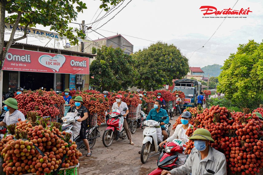 luc-ngan-bac-giang-nguoi-d226n-soi-d232n-thu-hoach-vai-tu-d234m-den-s225ng_14.jpg luc-ngan-bac-giang-nguoi-d226n-soi-d232n-thu-hoach-vai-tu-d234m-den-s225ng_14.jpg