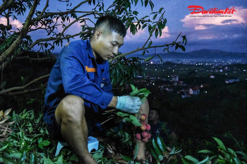 luc-ngan-bac-giang-nguoi-d226n-soi-d232n-thu-hoach-vai-tu-d234m-den-s225ng_2.jpg luc-ngan-bac-giang-nguoi-d226n-soi-d232n-thu-hoach-vai-tu-d234m-den-s225ng_2.jpg