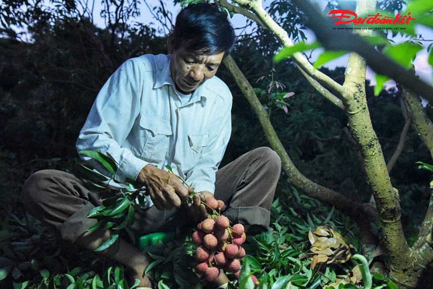 luc-ngan-bac-giang-nguoi-d226n-soi-d232n-thu-hoach-vai-tu-d234m-den-s225ng_3.jpg luc-ngan-bac-giang-nguoi-d226n-soi-d232n-thu-hoach-vai-tu-d234m-den-s225ng_3.jpg