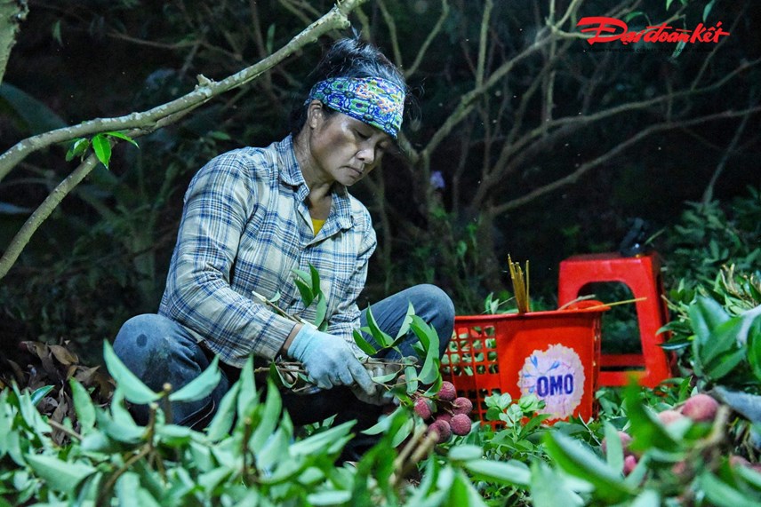 luc-ngan-bac-giang-nguoi-d226n-soi-d232n-thu-hoach-vai-tu-d234m-den-s225ng_4.jpg luc-ngan-bac-giang-nguoi-d226n-soi-d232n-thu-hoach-vai-tu-d234m-den-s225ng_4.jpg