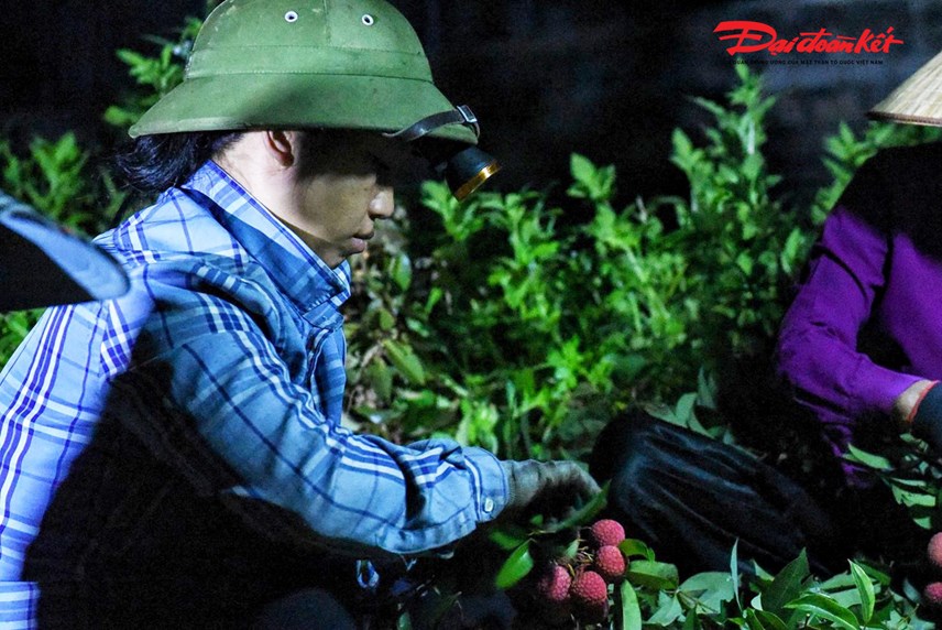 luc-ngan-bac-giang-nguoi-d226n-soi-d232n-thu-hoach-vai-tu-d234m-den-s225ng_6.jpg luc-ngan-bac-giang-nguoi-d226n-soi-d232n-thu-hoach-vai-tu-d234m-den-s225ng_6.jpg