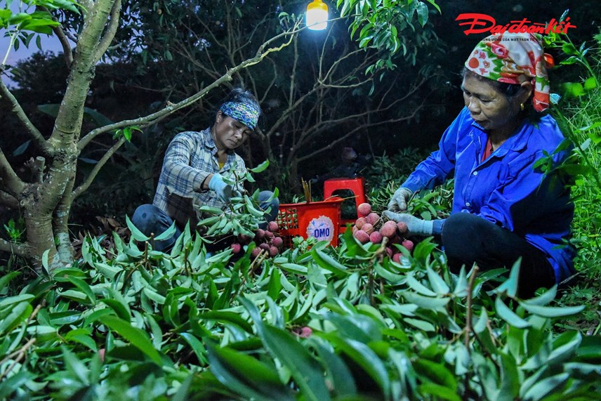 luc-ngan-bac-giang-nguoi-d226n-soi-d232n-thu-hoach-vai-tu-d234m-den-s225ng_7.jpg luc-ngan-bac-giang-nguoi-d226n-soi-d232n-thu-hoach-vai-tu-d234m-den-s225ng_7.jpg