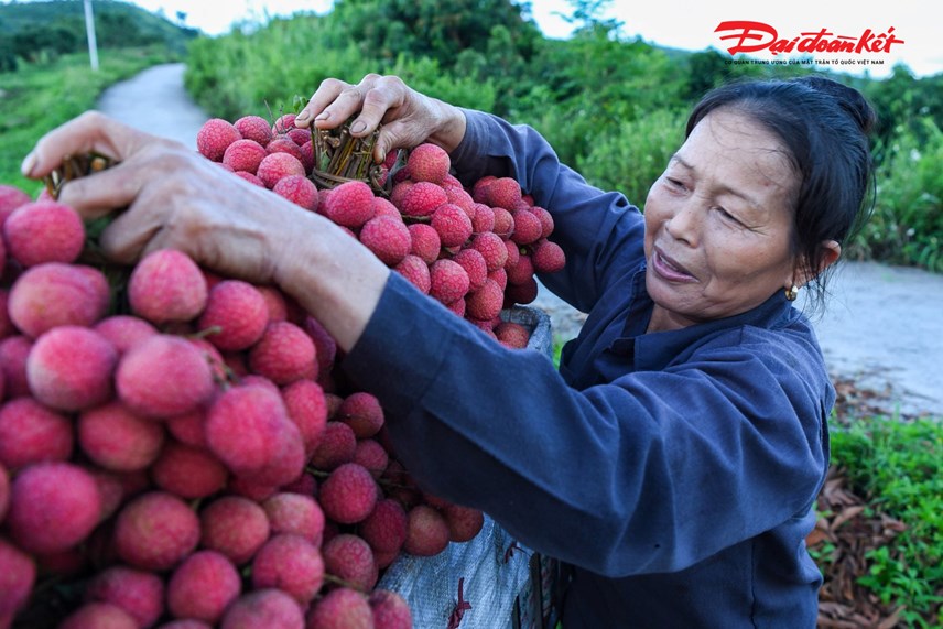 luc-ngan-bac-giang-nguoi-d226n-soi-d232n-thu-hoach-vai-tu-d234m-den-s225ng_8.jpg luc-ngan-bac-giang-nguoi-d226n-soi-d232n-thu-hoach-vai-tu-d234m-den-s225ng_8.jpg