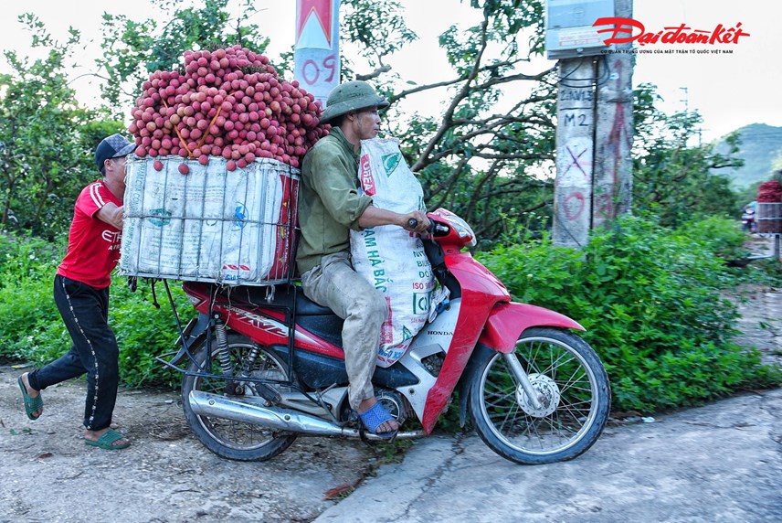 luc-ngan-bac-giang-nguoi-d226n-soi-d232n-thu-hoach-vai-tu-d234m-den-s225ng_9.jpg luc-ngan-bac-giang-nguoi-d226n-soi-d232n-thu-hoach-vai-tu-d234m-den-s225ng_9.jpg