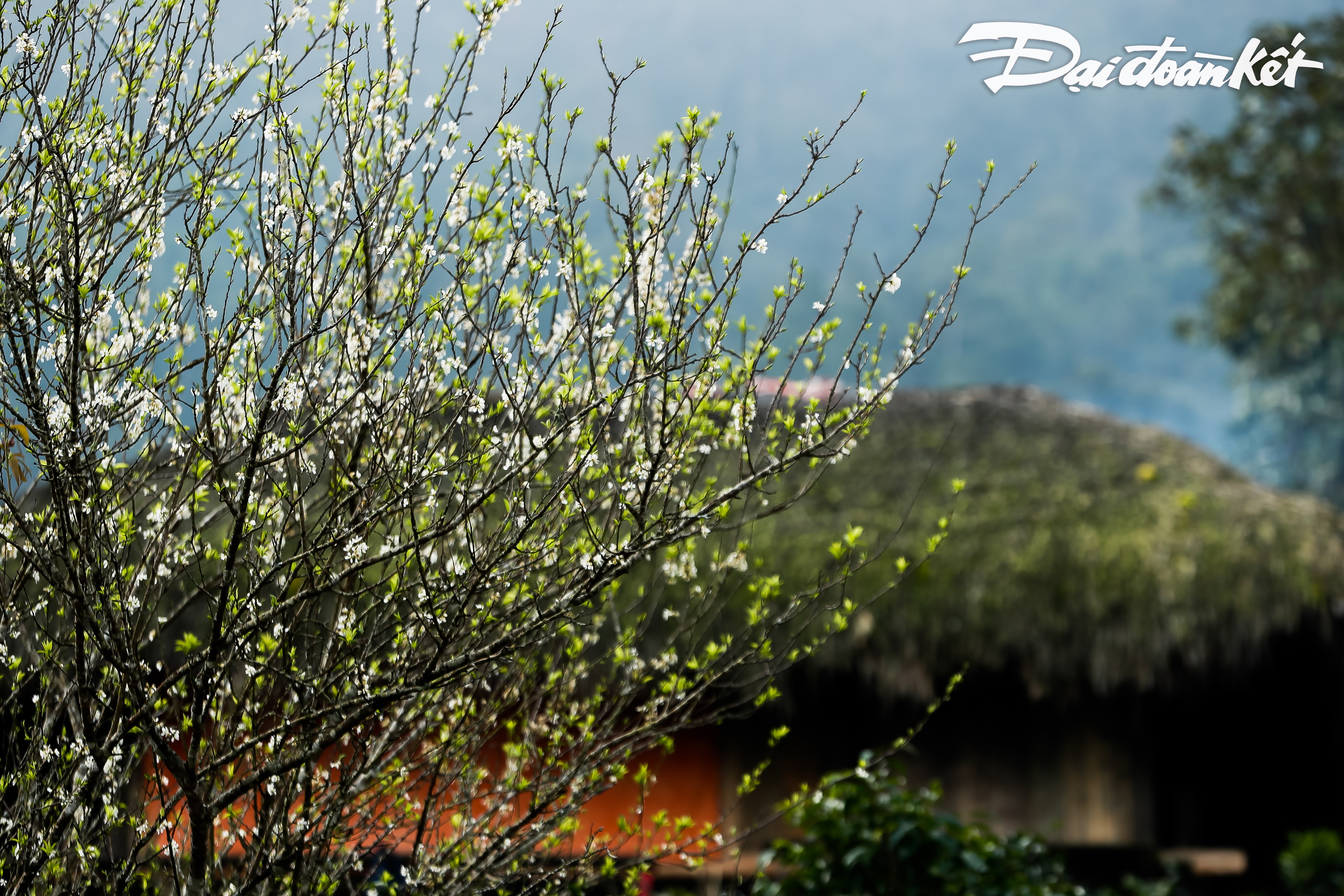 m234-man-nhung-nep-nh224-co-cua-nguoi-dao-o-th244n-x224-ph236n_16.jpg