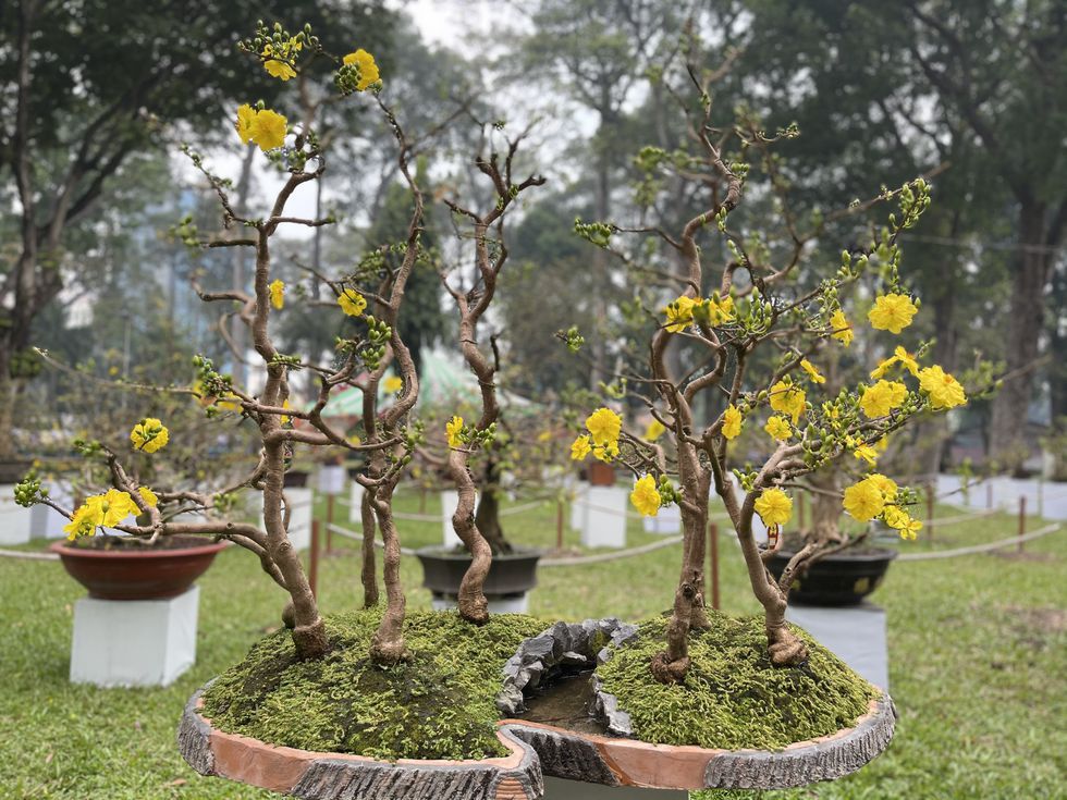 Mai đại cổ thụ, cúc tần thân gỗ, cây bích đào 'ôm' giải Hội hoa xuân 2021