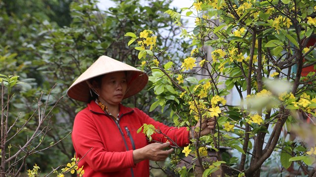 Mai ở Kỳ Nam nở sớm, người trồng lo mất Tết