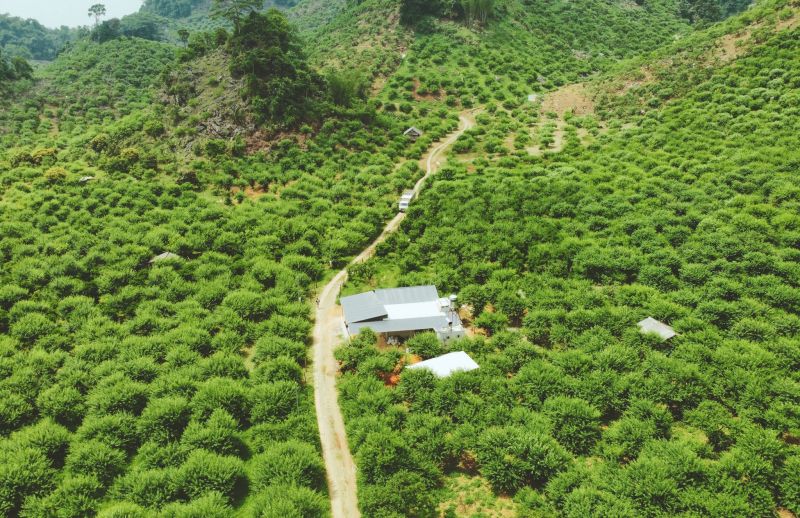 Thung lũng mận Co Kéo (Mộc Châu, Sơn La)