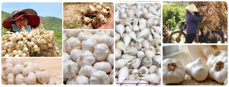 Tỏi Lý Sơn được ví như “vàng trắng” vì giá trị kinh tế cao và là Vua của các loại tỏi ở Việt Nam.