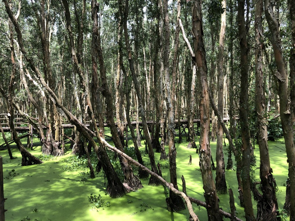 Miền Tây mùa nước nổi, thử về rừng tràm Trà Sư ăn lẩu cá linh 'độc quyền' - ảnh 4