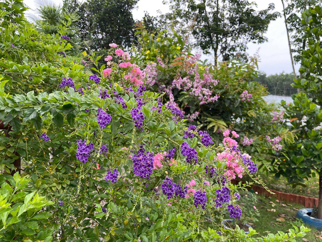 Một năm biến mảnh đất 500m2 hoang sơ thành Farmstay xanh mướt của cặp vợ chồng ở Bình Dương với chi phí chỉ 10 triệu đồng - Ảnh 4. Một năm biến mảnh đất 500m2 hoang sơ thành Farmstay xanh mướt của cặp vợ chồng ở Bình Dương với chi phí chỉ 10 triệu đồng - Ảnh 4.