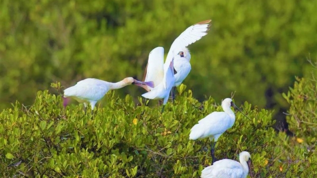 Mục sở thị khu Ramsar đầu tiên của Đông Nam Á trong Vườn quốc gia Xuân Thủy 