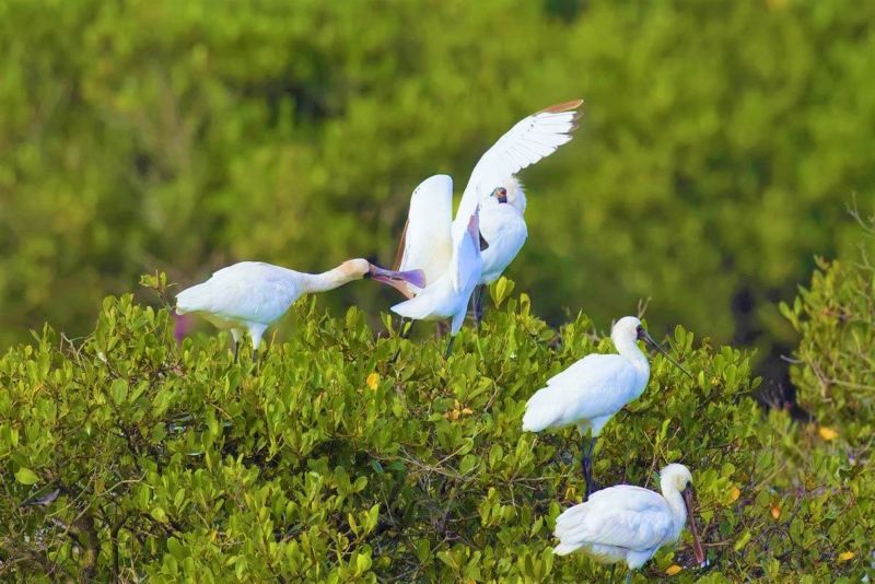 Với khí hậu, thổ nhưỡng, hệ sinh thái đa dạng nên từ lâu Vườn quốc gia Xuân Thuỷ là nơi cứ trú của nhiều loài chim trời khác nhau.