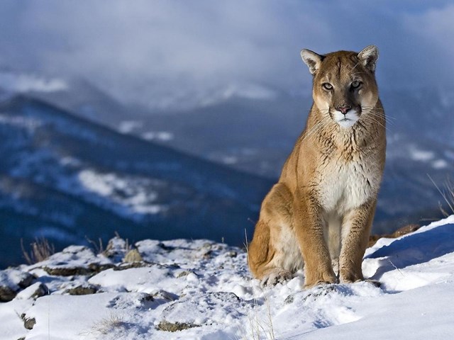 my-cuoc-chien-ph225p-l253-bao-ton-dong-vat-an-thit-o-v249ng-hoang-d227-nevada_2.jpg