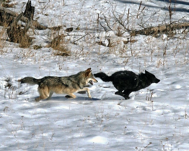 my-cuoc-chien-ph225p-l253-bao-ton-dong-vat-an-thit-o-v249ng-hoang-d227-nevada_3.jpg