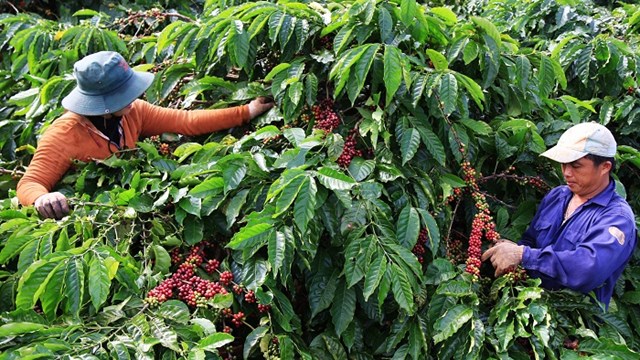 Nâng cao giá trị cà phê Việt