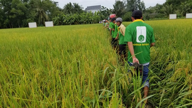 Nâng tầm giá trị hạt lúa