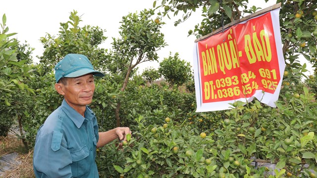 Nông dân ‘vựa quất’ lớn nhất Thanh Hoá lao đao trước Tết Nguyên đán