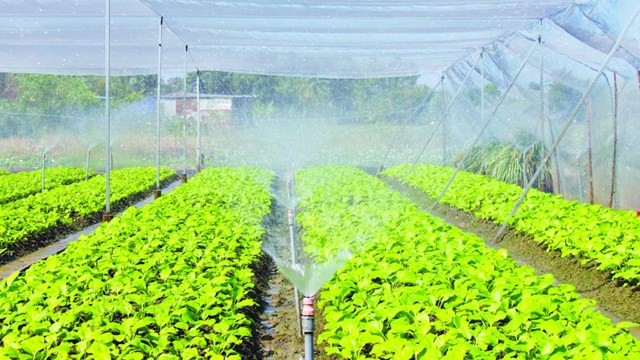 Nông nghiệp ứng dụng công nghệ cao chưa đồng bộ