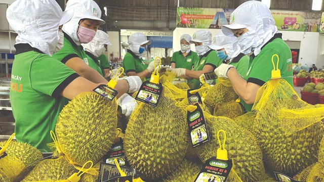 Nông sản Việt Nam xuất khẩu: Cơ hội nhìn từ trái sầu riêng 
