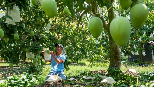 Nâng cao giá trị thương hiệu xoài Cao Lãnh