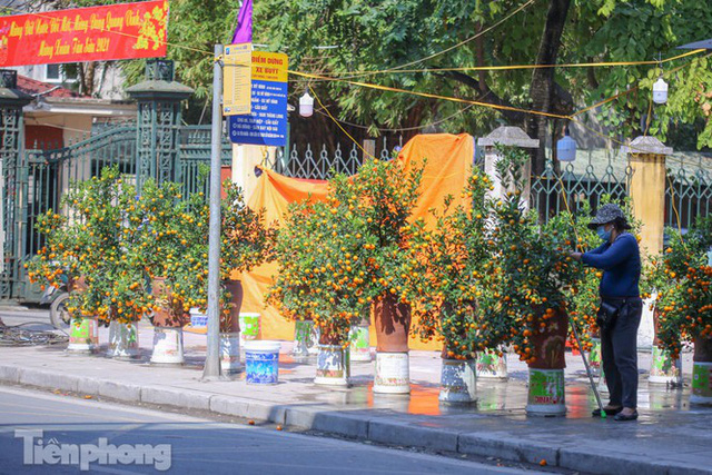 Nắng lên, tiểu thương ôm đào quất ngóng người mua - Ảnh 2. Nắng lên, tiểu thương ôm đào quất ngóng người mua - Ảnh 2.
