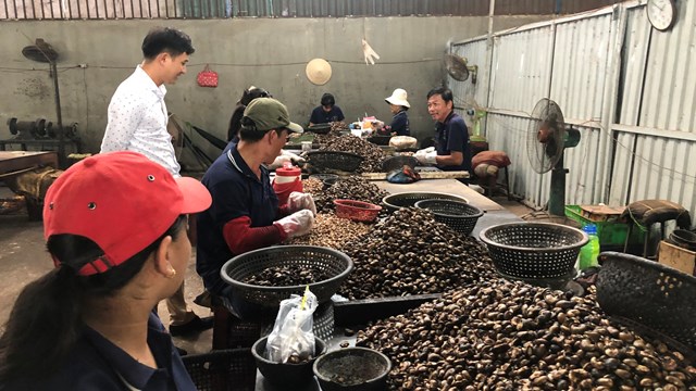 Ngành điều gặp khó bởi giá nguyên liệu đầu vào