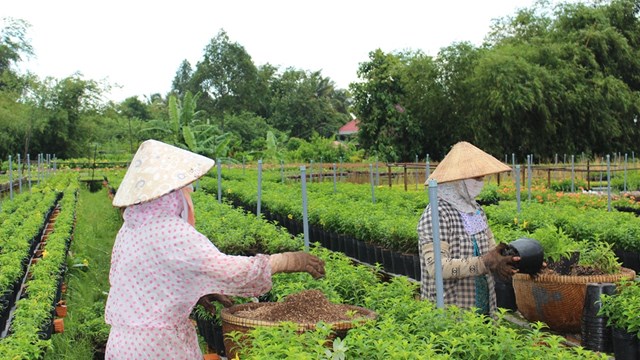 Ngành rau quả đối diện ‘khó khăn kép’ 