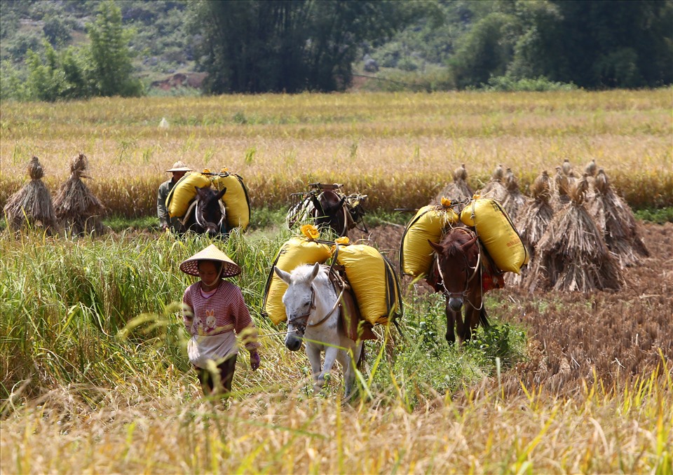 Có những gia đình còn mang bạt, phơi nếp ong ngay trên nền ruộng mới gặt xong. Sau khi phơi xong, người Tày ở Ngọc Côn dùng con lồ (loài vật được lai giữa con ngựa và con la) để vận chuyển những bao thóc về nhà.