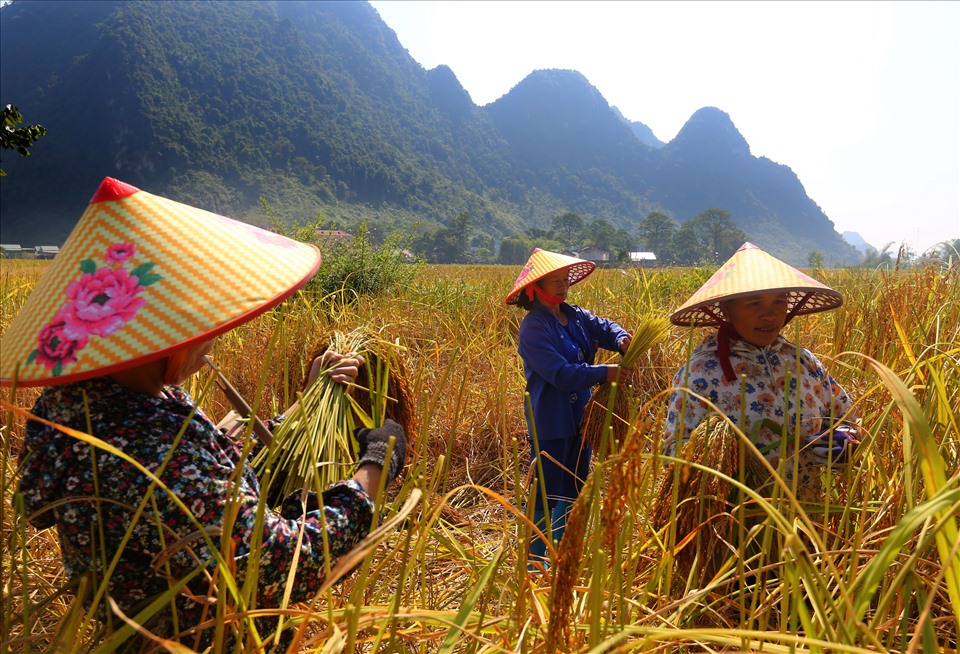 Những người phụ nữ Tày ở Ngọc Côn thu hái lúa theo phương pháp cổ truyền. Có nghĩa là, họ sẽ hái từng bông một, sau đó mới gom thành bó.