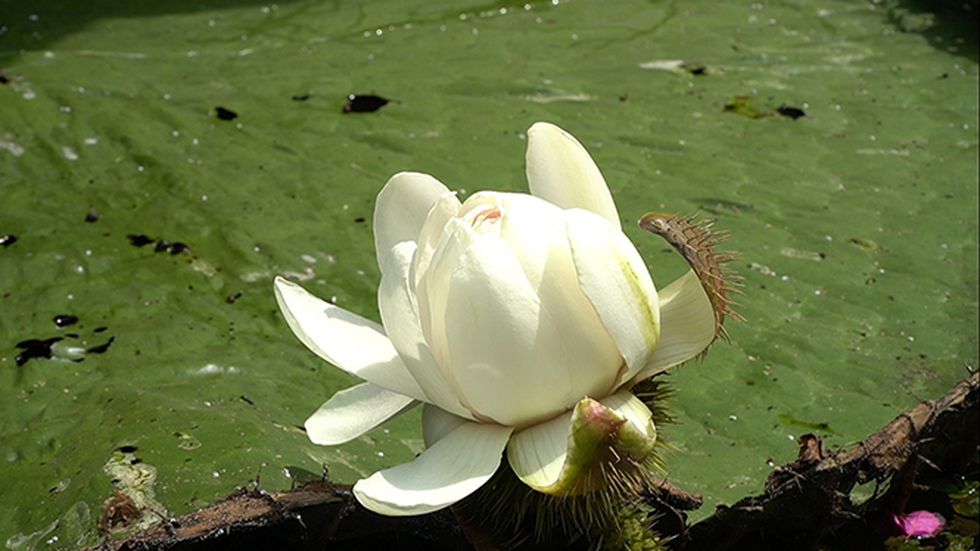 Ngôi nhà du thuyền 3 tầng 'độc nhất miền Tây' được lão nông bỏ 5 tỉ ra xây - ảnh 24