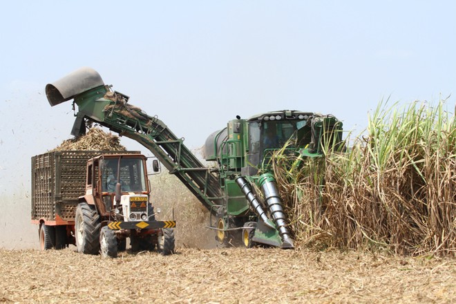 Mía đường Việt Nam hoàn toàn có thể cạnh tranh với các nước khác như Thái Lan (Hình ảnh máy thu hoạch tại Vùng nguyên liệu Tây Ninh của TTC Sugar)