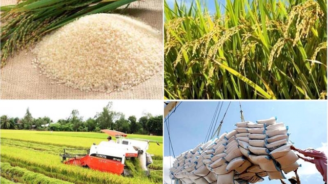 Nguồn cung và thị trường gạo thế giới có nhiều thay đổi, gạo Việt Nam sẽ như thế nào?
