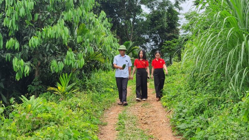 Cán bộ Agribank thăm vùng nguyên liệu quế tại Yên Bái của Công ty cổ phần Prosi Thăng Long