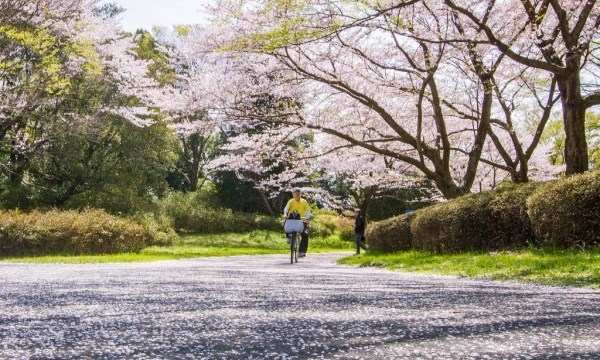 Nhật Bản đẹp xao xuyến trong mùa hoa anh đào nở 