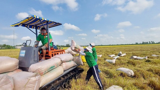 Nhiều cơ hội cho gạo tăng tốc xuất khẩu 