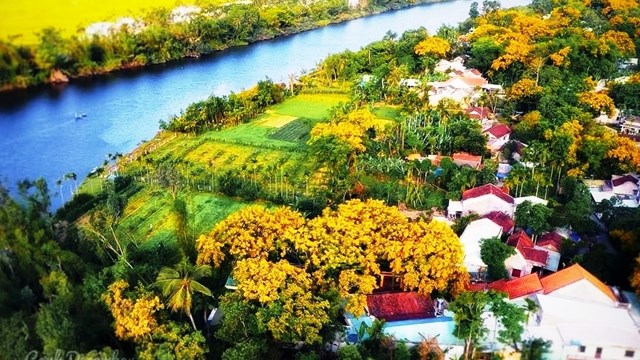 Nhiều hoạt động hấp dẫn tại lễ hội mùa hoa sưa Tam Kỳ