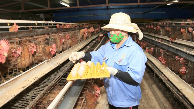 Những nông dân triệu đô