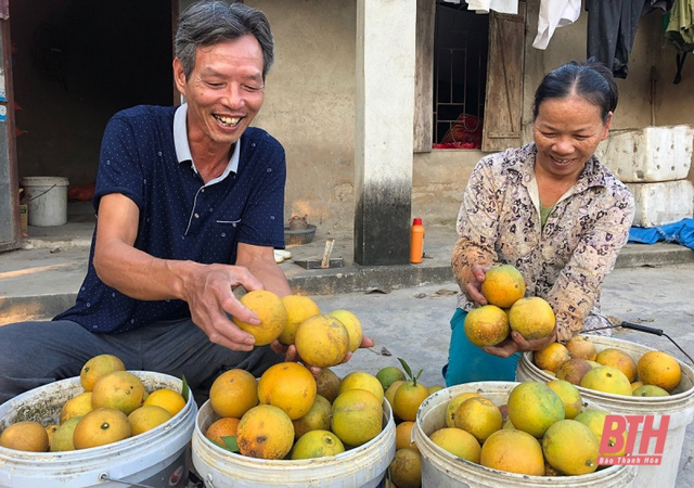  Nông dân thoát nghèo nhờ vườn cây chuyên canh - Ảnh 2.