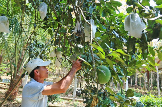  Nông dân thoát nghèo nhờ vườn cây chuyên canh - Ảnh 5.