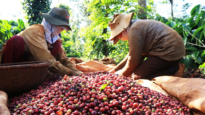 Nông sản Việt: Đừng thờ ơ với chỉ dẫn địa lý