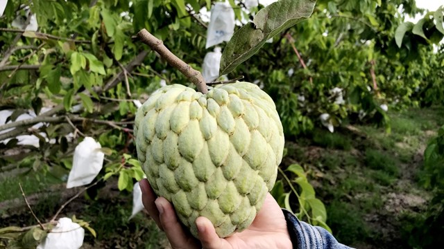 Phát triển kinh tế từ cây mãng cầu hoàng hậu