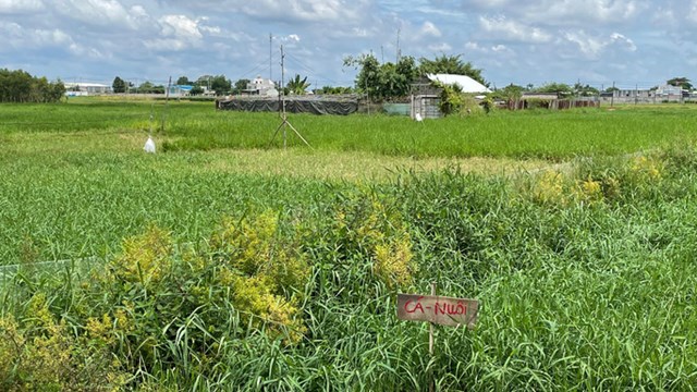 Phú Thọ: Làm rõ việc mua bán đất nông nghiệp tại xã Thanh Đình