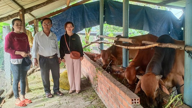 Phú Yên: 1,5 tỷ đồng cho 3 dự án chăn nuôi bò sinh sản